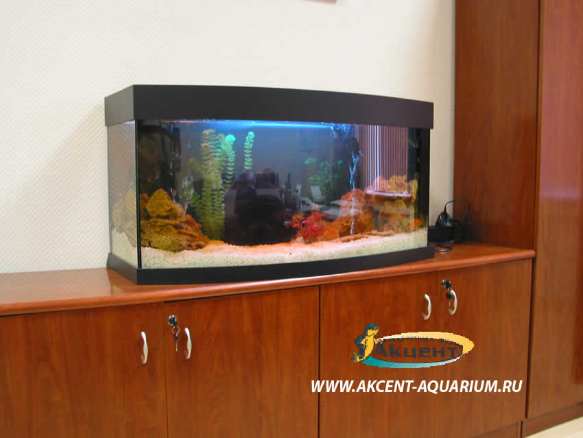 Акцент-аквариум,аквариум 270 литров с гнутым передним стеклом,в офисе